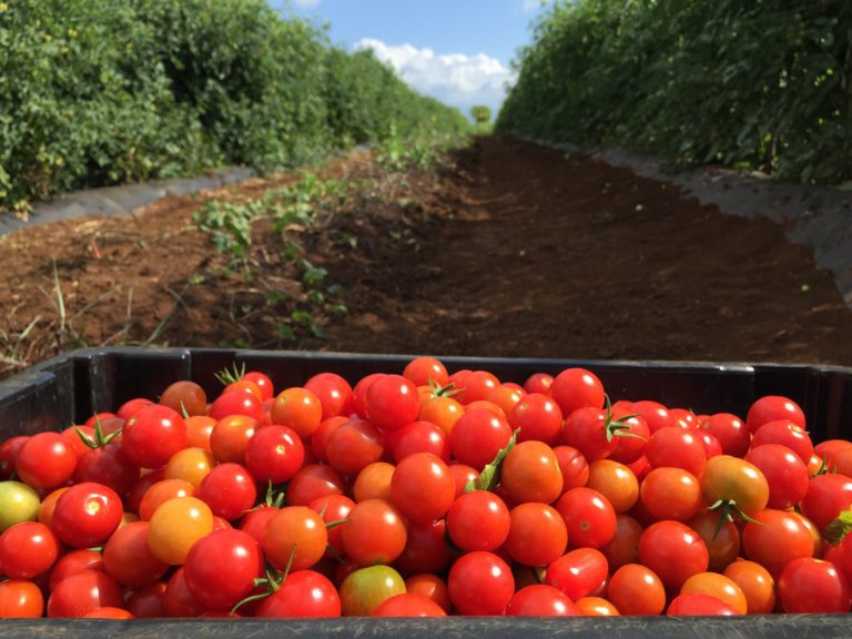 Picking Tomatoes At Ho Farms