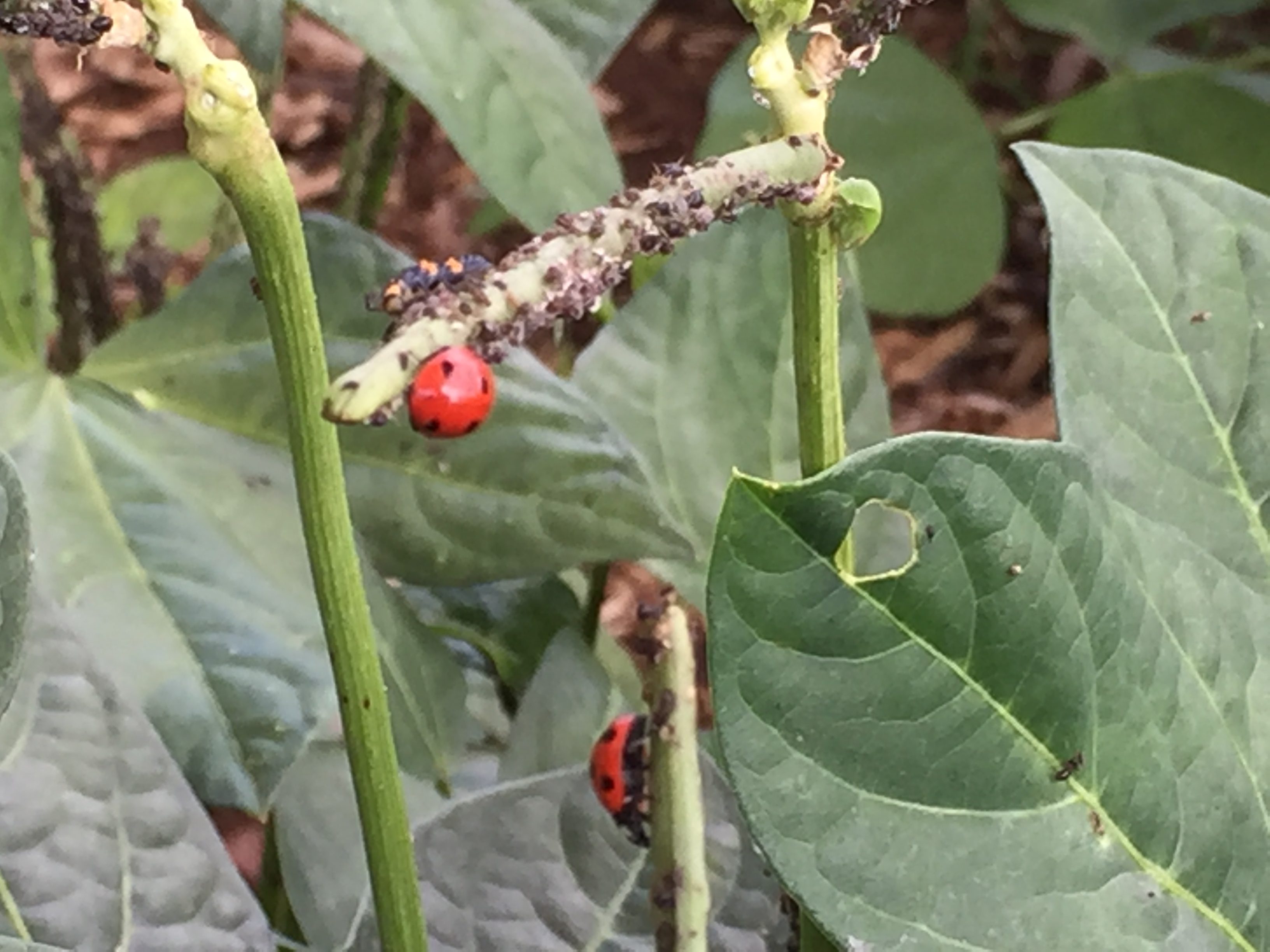 Ladybug Eating Aphids